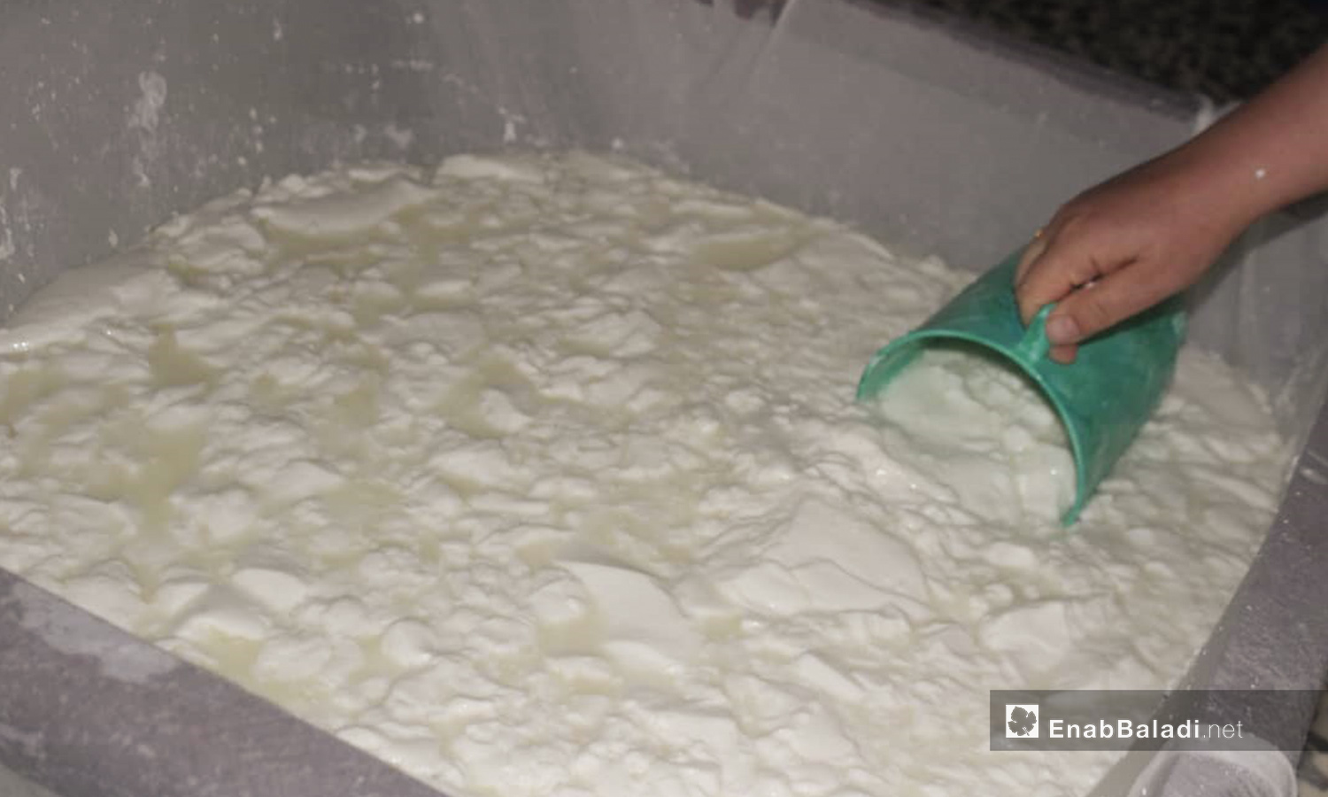 The making process of white cheese in al-Dana city in northern Idlib countryside – 04 June 2020 (Enab Baladi / Shadia al-Taataa)
