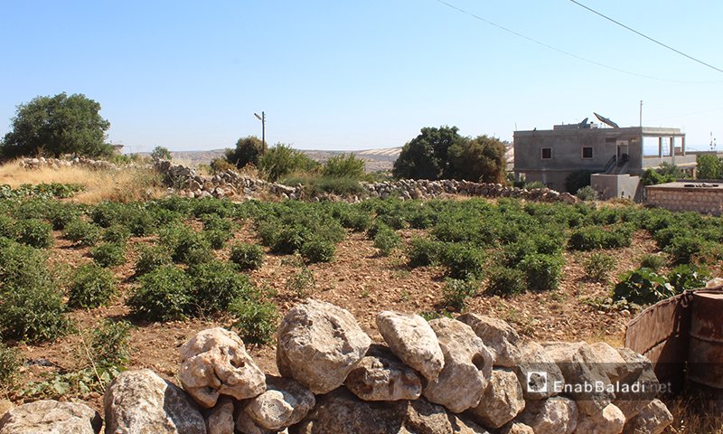
Arshin village on the al-Summaq Mountain of northern Idlib countryside – 17 June 2020 (Enab Baladi / Iyad Abdel Jawad)
