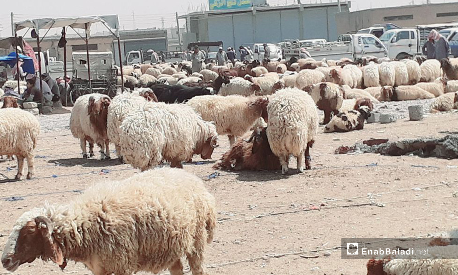 
Al-Raqqa’s sheep market before Eid al-Adha – 29 July 2020 (Enab Baladi / Abdul Aziz Saleh)
