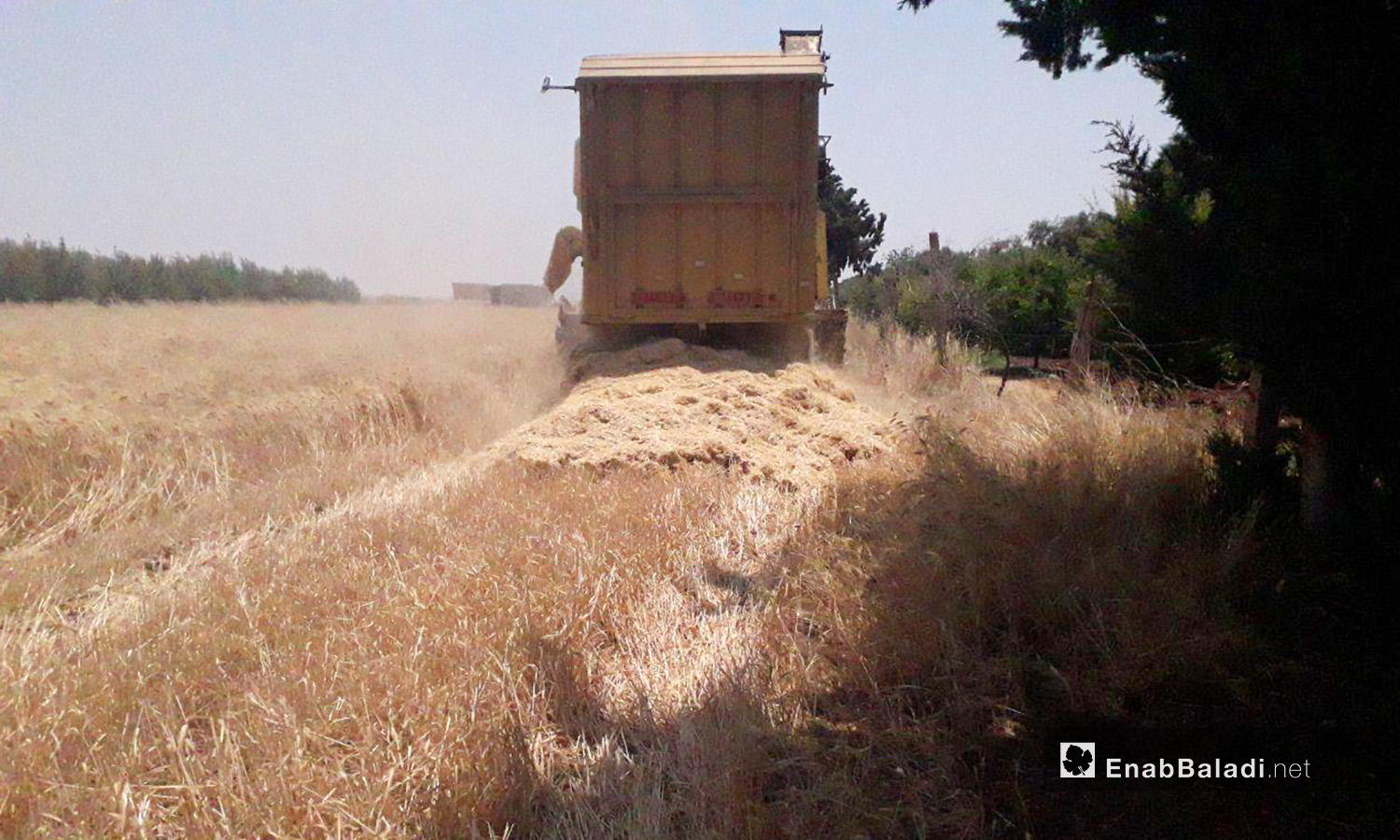 A combine harvesting wheat in western Daraa countryside – 05 July 2020 (Enab Baladi / Halim Mohammed)