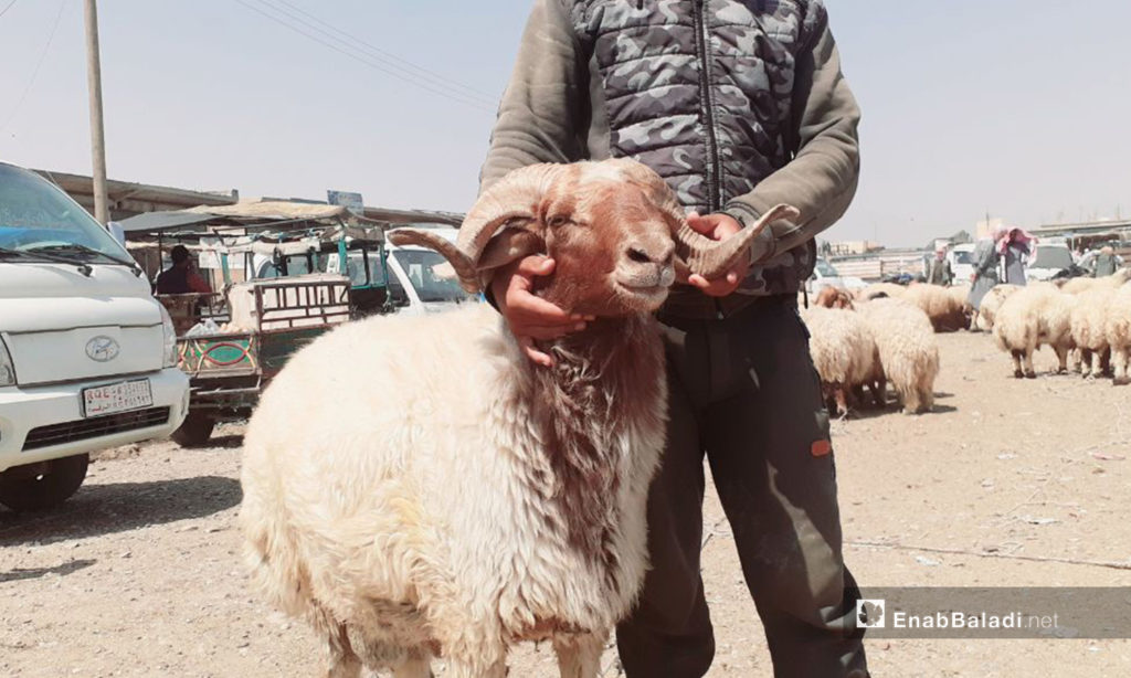 A man holding a sheep in the sheep market of al-Raqqa city before Eid al-Adha – 29 July 2020 (Enab Baladi / Abdul Aziz Saleh)