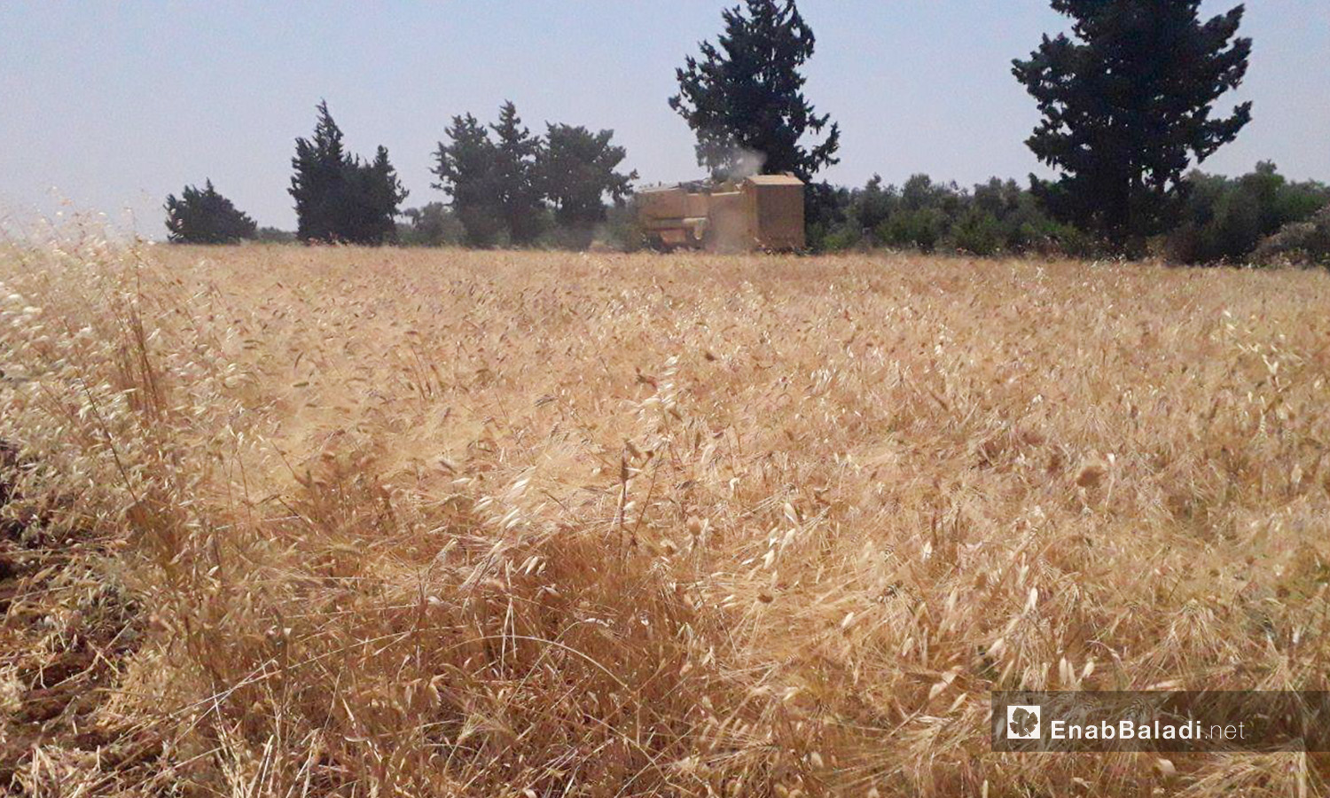 Wheat harvesting season in western Daraa countryside – 05 July 2020 (Enab Baladi / Halim Mohammed)