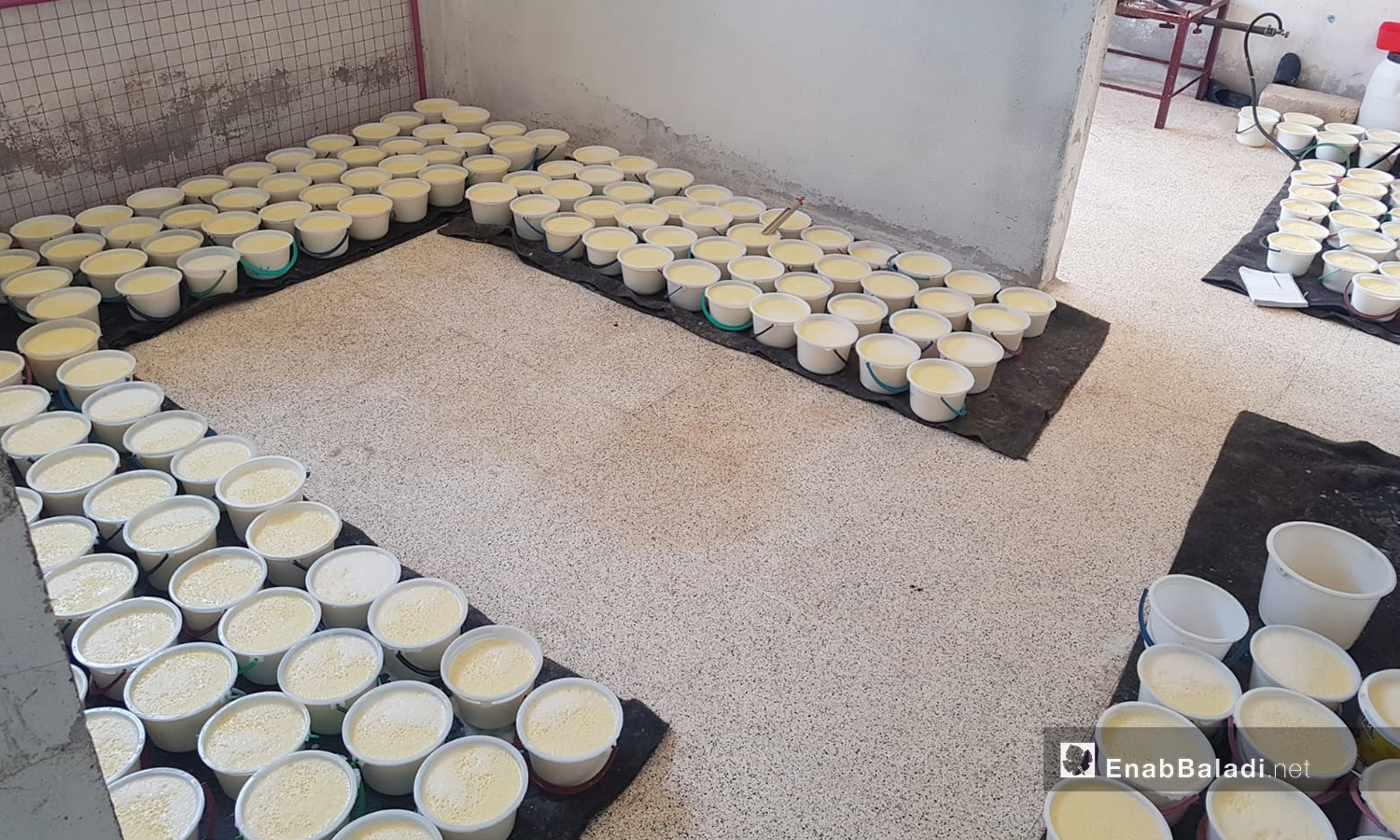 Pouring milk into the pots for the curdling process in one of the cheese factories in al-Dana city in northern Idlib countryside – 04 June 2020 (Enab Baladi / Shadia al-Taataa)