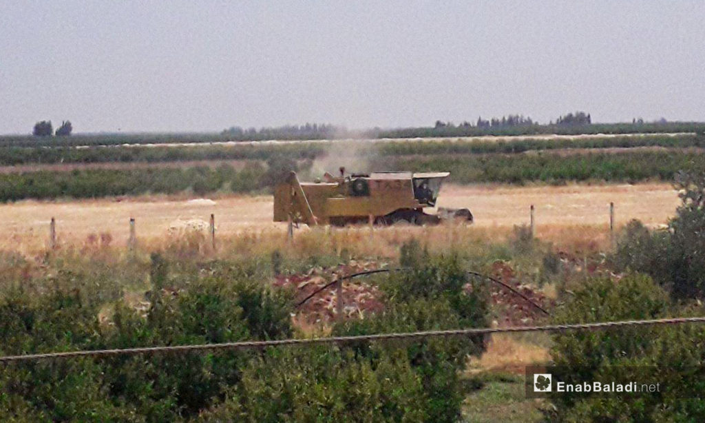 A combine harvesting wheat in western Daraa countryside – 05 July 2020 (Enab Baladi / Halim Mohammed)