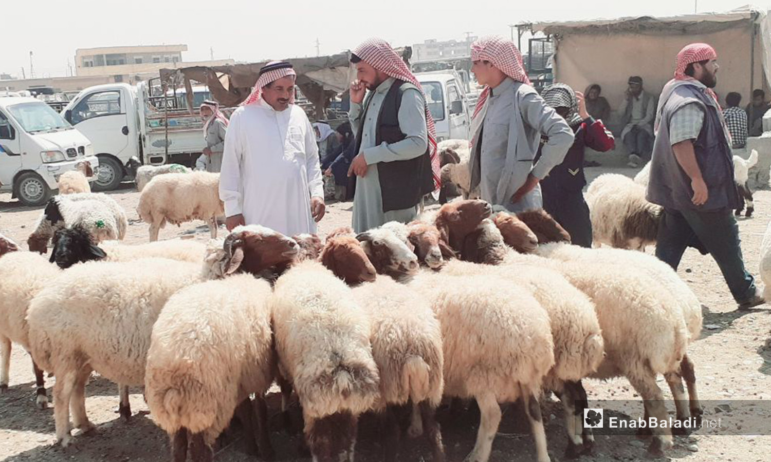
Al-Raqqa’s sheep market before Eid al-Adha – 29 July 2020 (Enab Baladi / Abdul Aziz Saleh)
