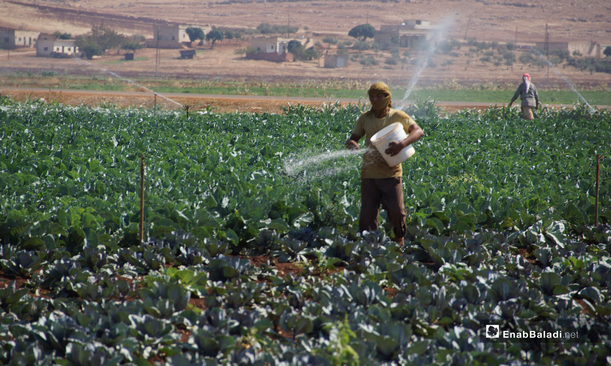 Planting vegetables in Hama countryside - 29 August 2018 (Enab Baladi)