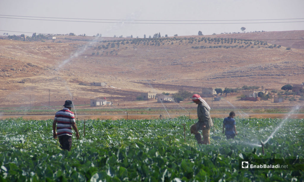 Planting vegetables in Hama countryside - 29 August 2018 (Enab Baladi)