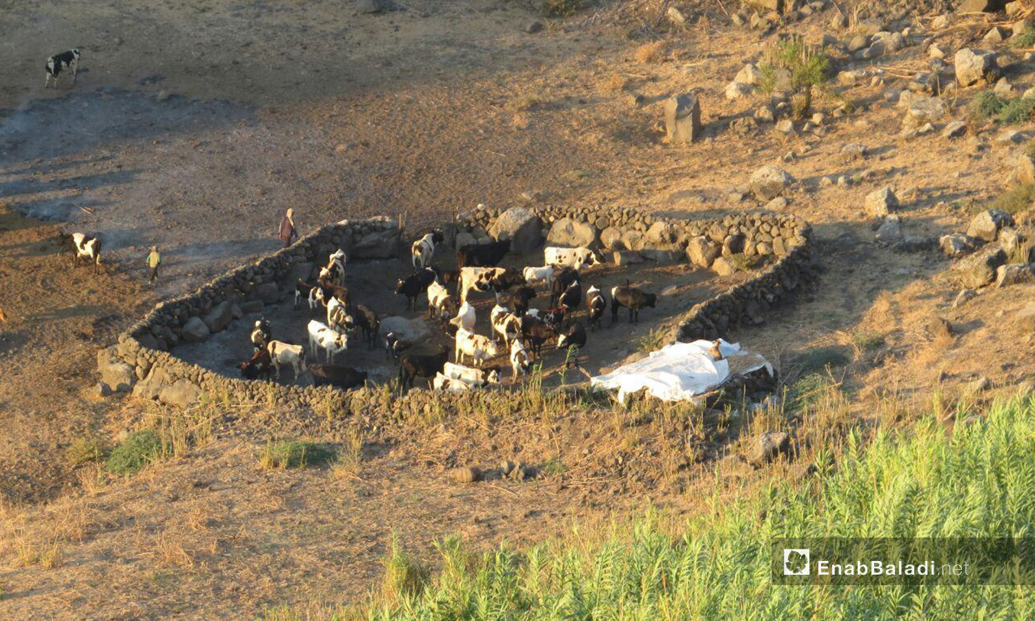The cows grazing in the Yarmouk Valley – 07 August 2020 (Enab Baladi / Halim Mohammad)