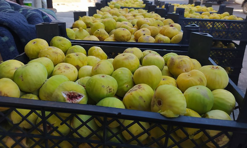 Fig fruits in the Jabal al-Zawiya area in Idlib countryside - 21 August 2020 ((Iqtisad)