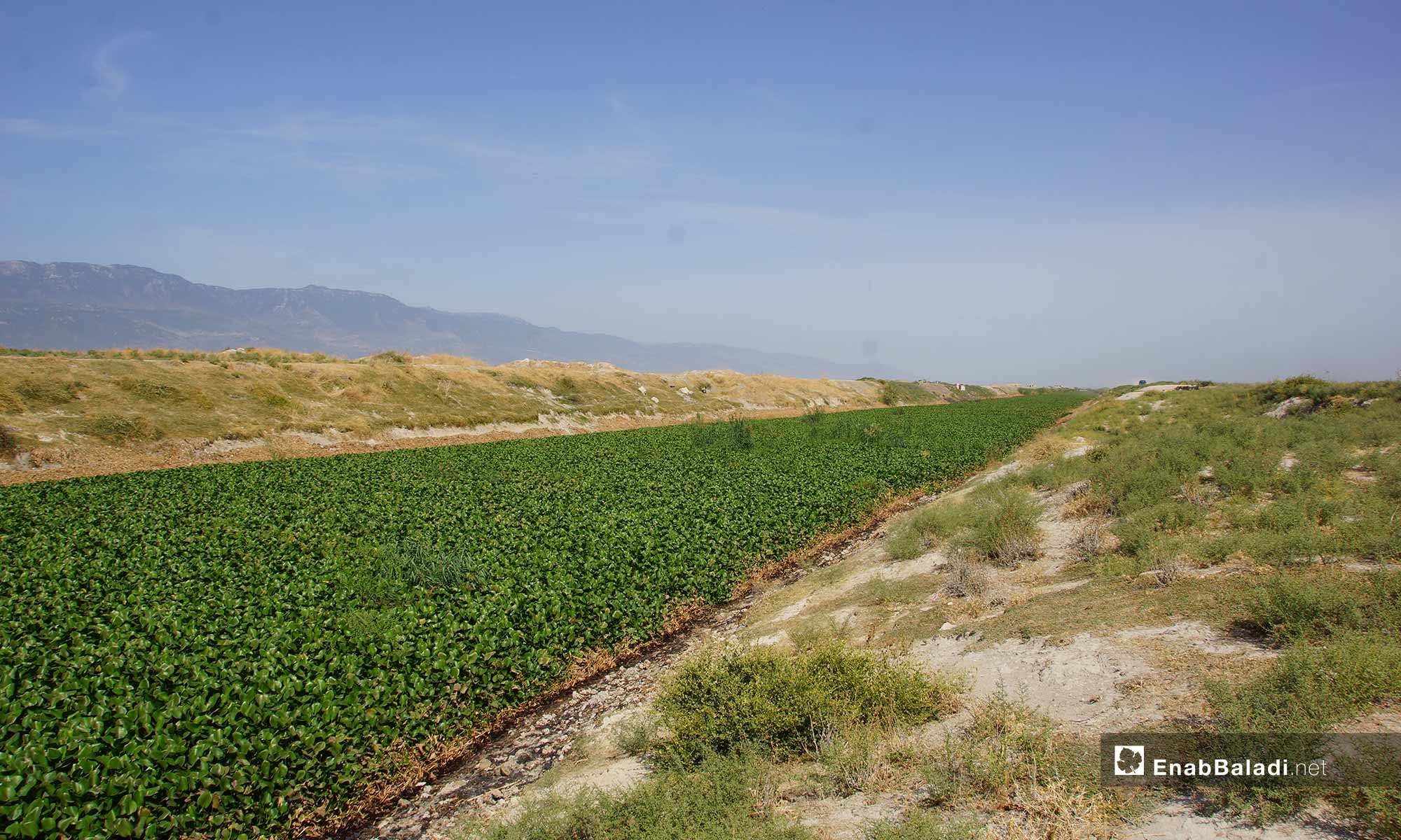 The residents of al-Ghab Plain suffer from the spread of the Nile flower in the farmlands on the Orontes River in Hama countryside - 30 September 2018 (Enab Baladi)