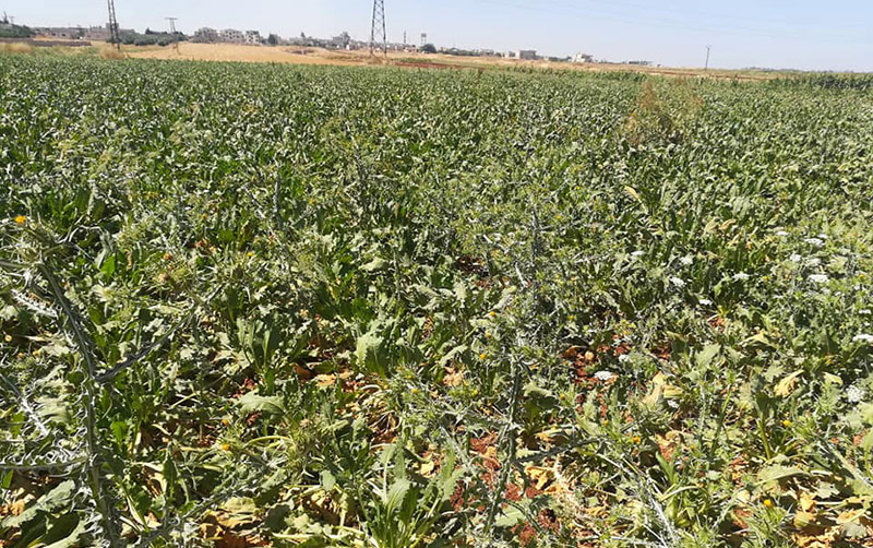 Agricultural lands in Hama countryside (The Peasant’s Union of Hama Governorate)