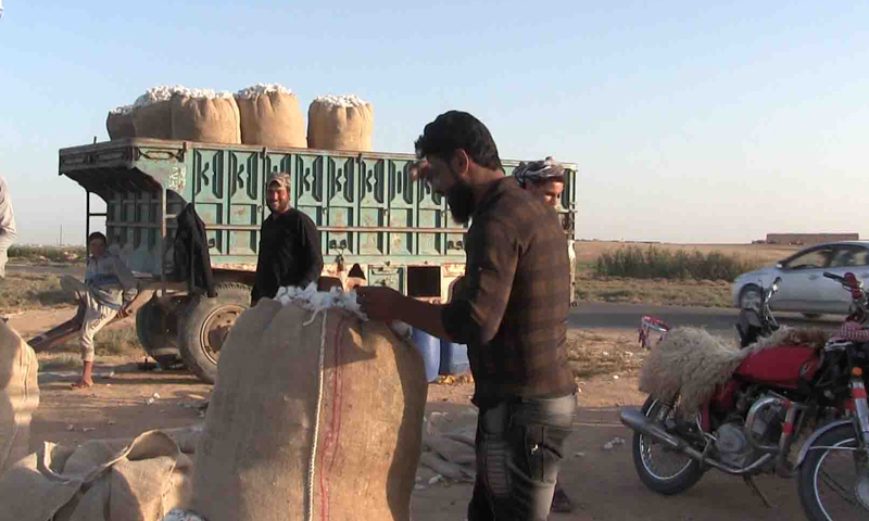 Farmers packing cotton bags in rural Raqqa - October 2020 (North Press Agency)