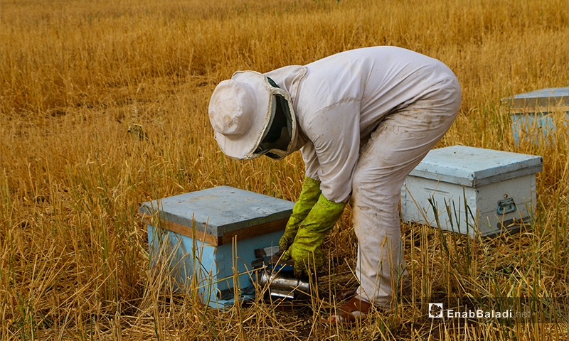 A beekeeper stands at the beehive, inspecting the production of honey - 3 June 2020 ((Enab Baladi / Abdul Salam Majan)