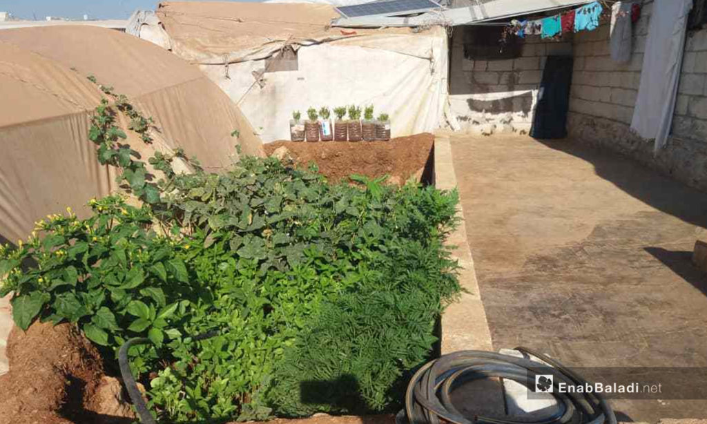 Saplings planted between the tents in Kafr Lusin in northern Idlib countryside - September 2020 (Enab Baladi)