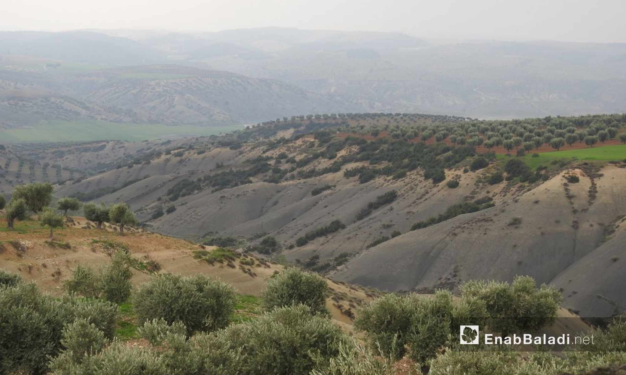 Large areas of olive trees in the countryside of Afrin - 2 March 2018 (Enab Baladi)