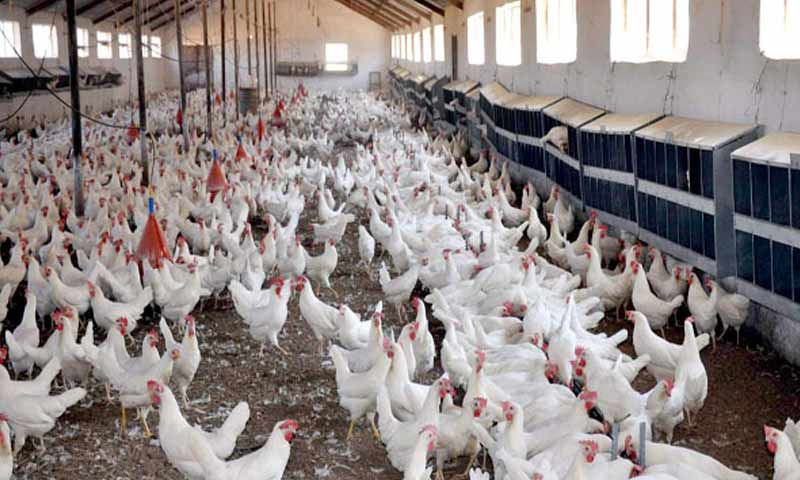 A poultry farm in Syria (Social media sites)