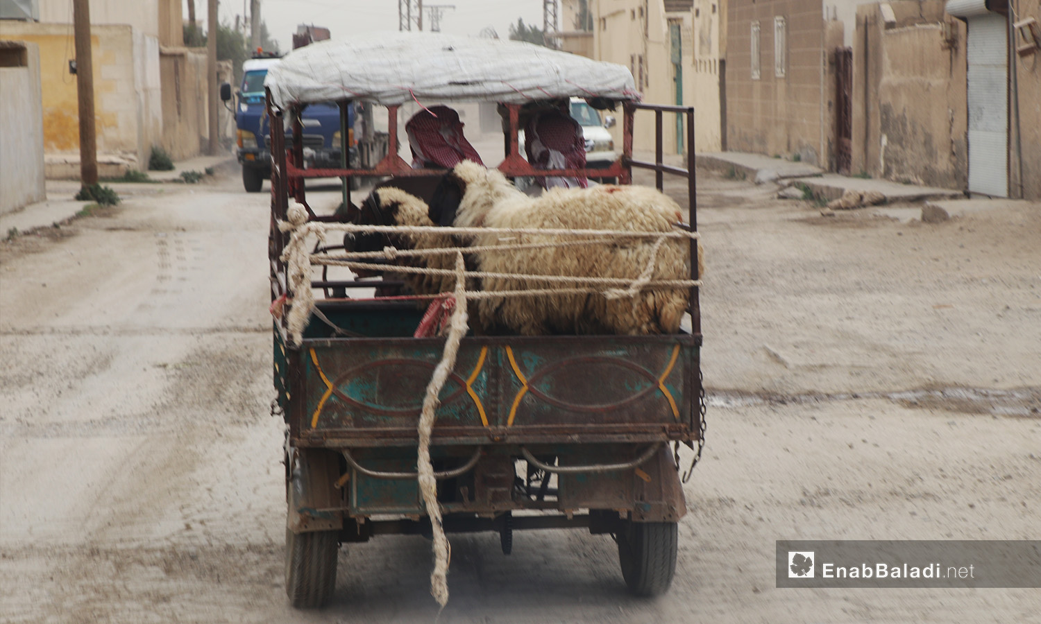Sheep on a three-wheeled truck in al-Raqqa city - September 2020 (Enab Baladi - Abdul Aziz al-Saleh)