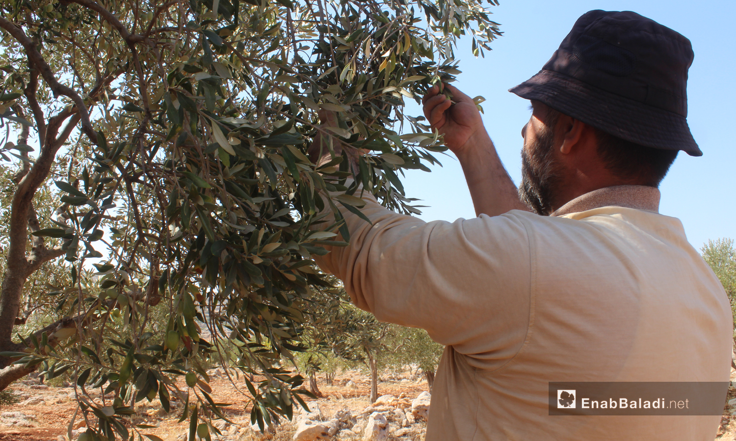 A day laborer in an olive grove in Idlib province – 16 October 2020 (Enab Baladi – Iyad Abdul Jawad)