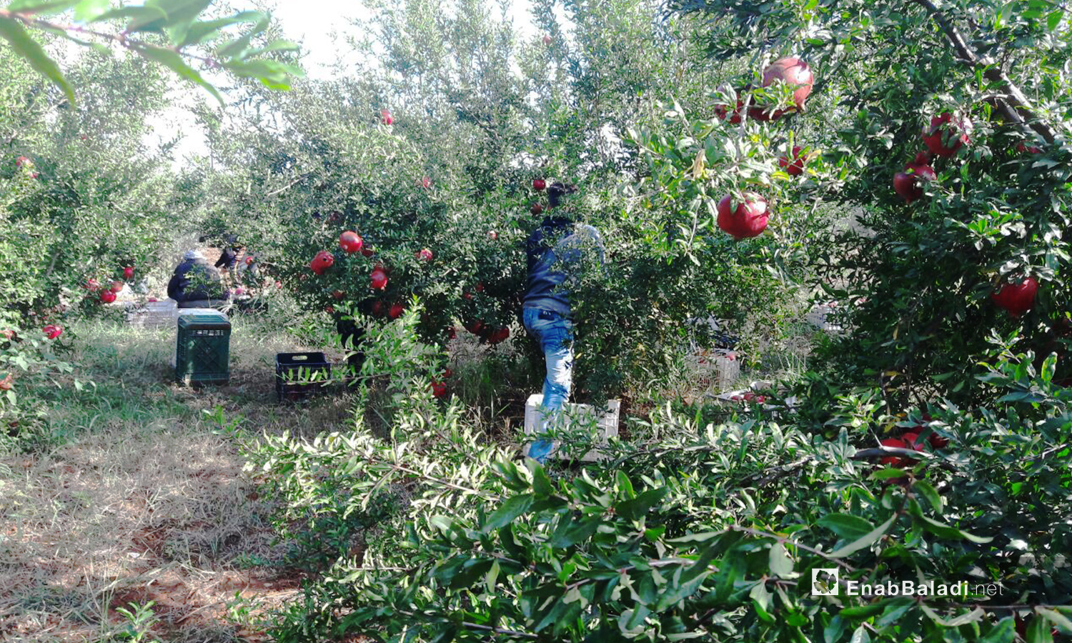 A man picking ripe pomegranate fruits in the orchards of the western countryside of Daraa- 6 November 2020 (Enab Baladi- Halim Muhammad)