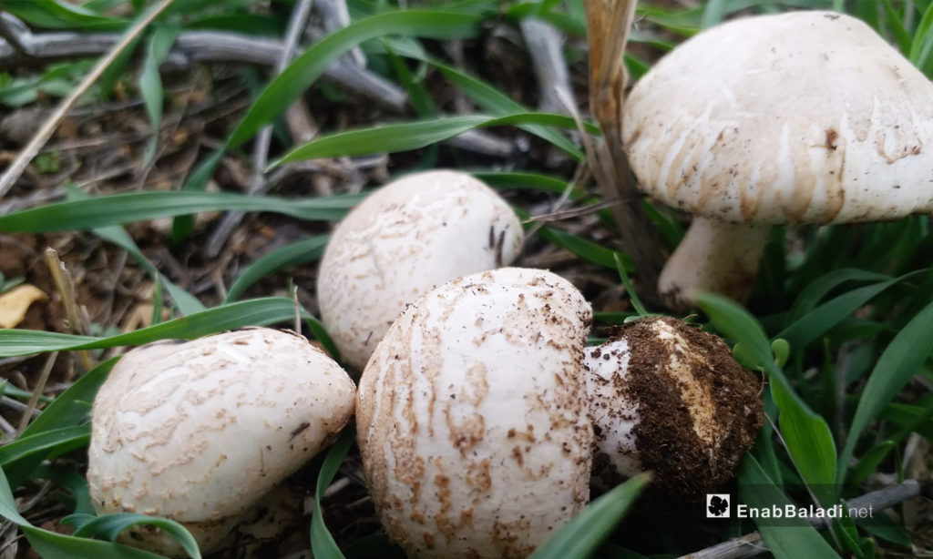 A mushroom type known by Quneitra’s residents as al-Ghannami – November 2020 (Enab Baladi)