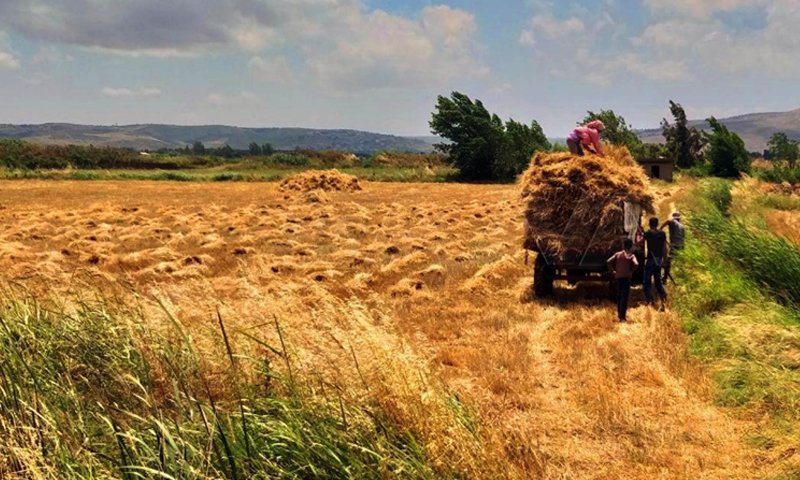 Farmers harvesting wheat in rural Homs – 2020 (SANA)
