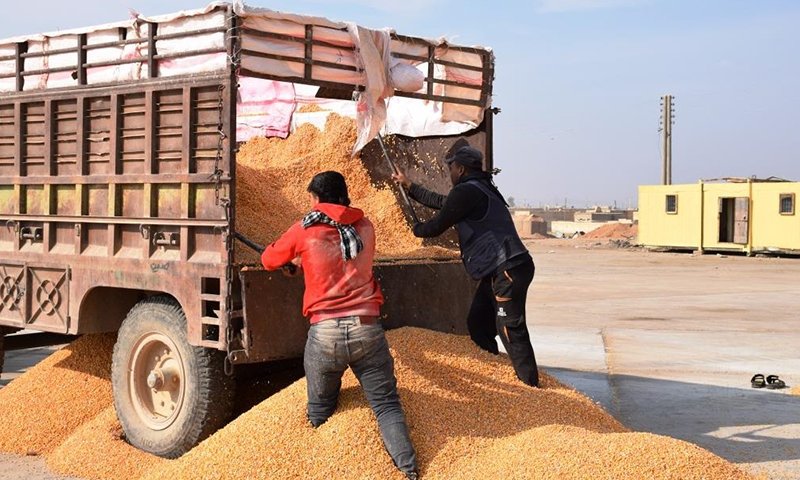 Farmers unloading maize from the trailer to transport to the grain drying center in Raqqa - November 2020 (Hawar News Agency)