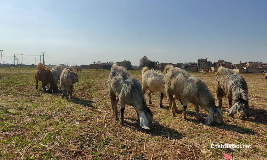 A flock of goats in the southern countryside of al-Qamishli - 15 February 2021 (Enab Baladi / Majd al-Salem)