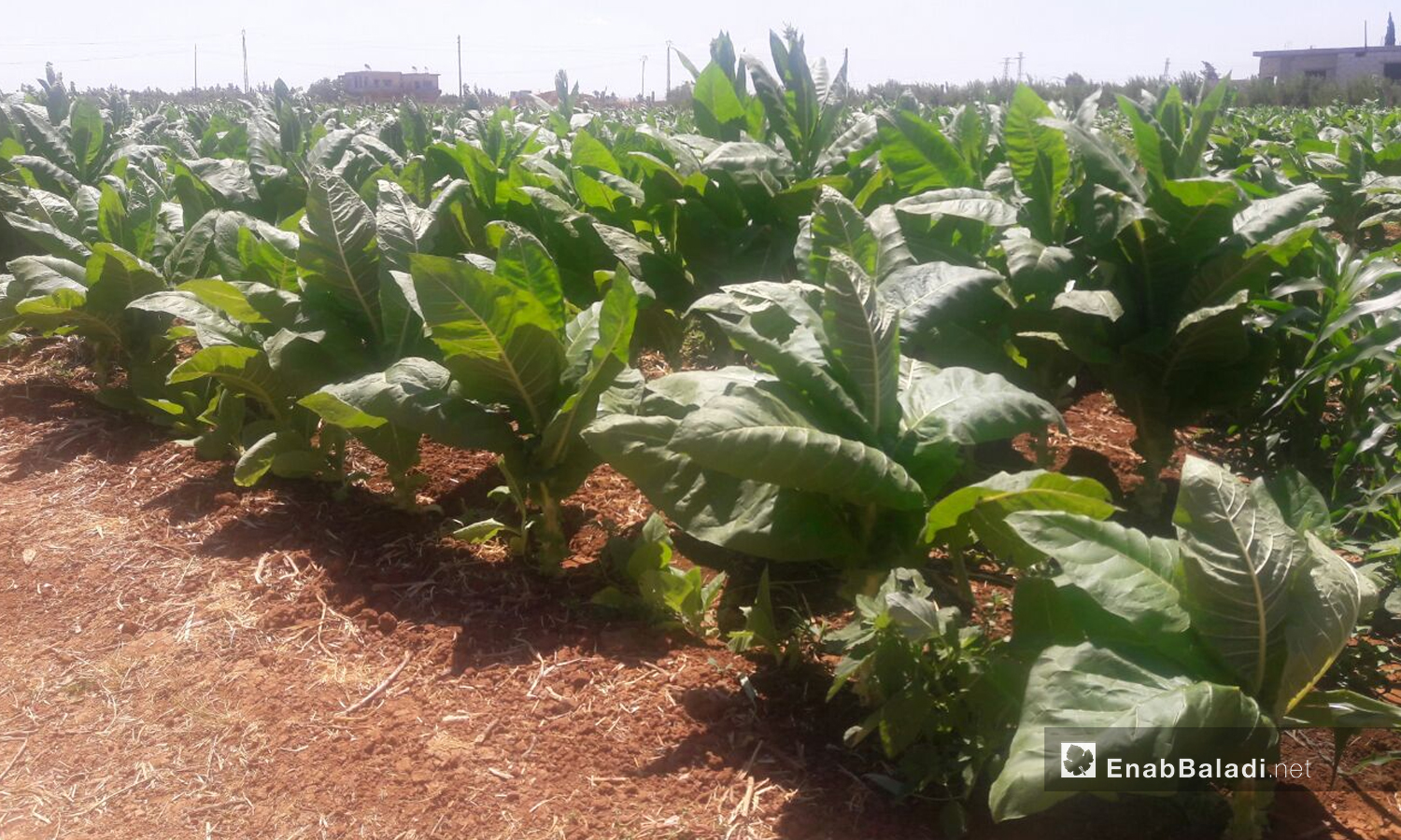  Tobacco crop in the western countryside of Daraa - 20 June 2019 (Enab Baladi - Halim Muhammad) 