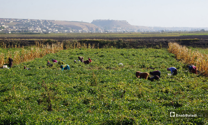 Harvesting the kidney crop in the Ghab Plain in the northern Hama countryside - October 2018 (Enab Baladi)