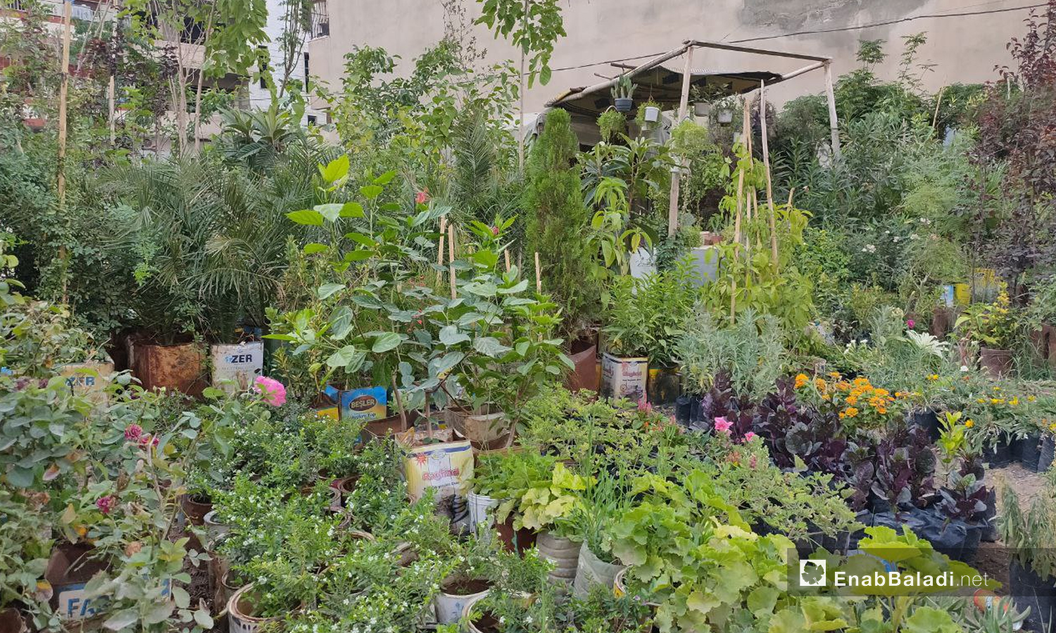 A plant nursery at Qamishli city in al-Hasakah governorate, northeastern Syria - 25 June 2021 (Enab Baladi / Majd al-Salem)