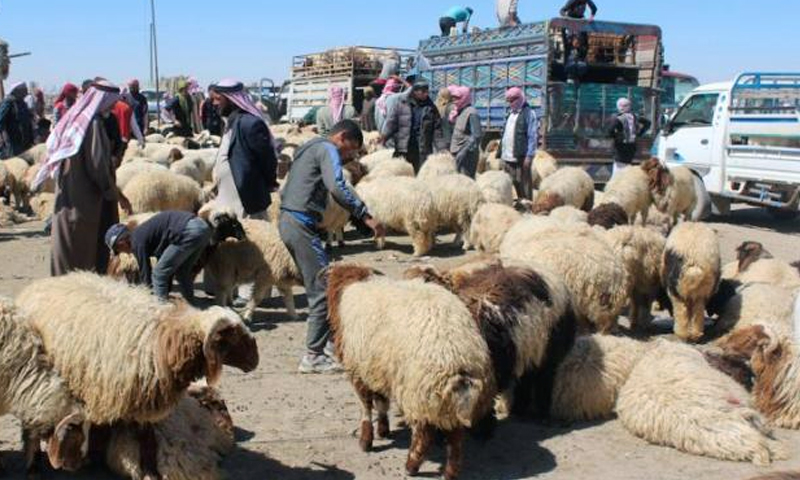 Livestock market in al-Haddadiyah town in al-Hasakah (North Press Agency)