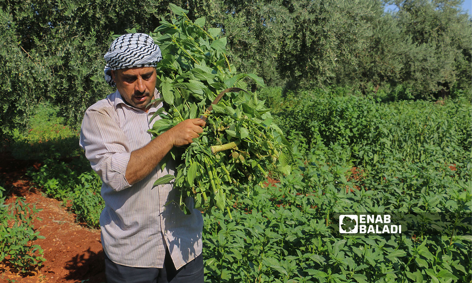 A Syrian man harvesting mulukhiyah plants with a scythe in Idlib countryside - 2 August 2021 (Enab Baladi / Iyad Abdul Jawad)
