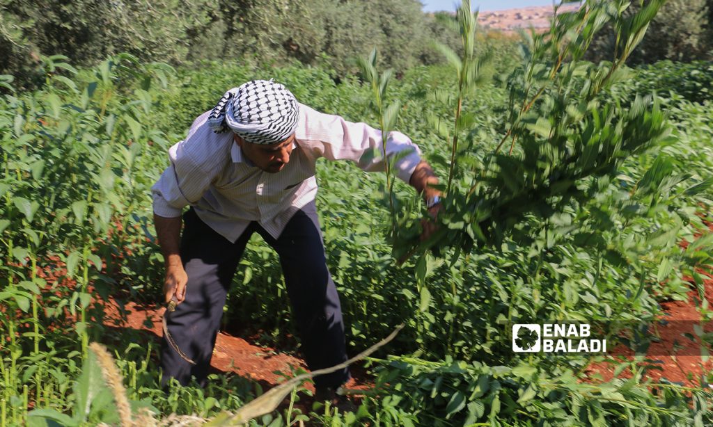 A Syrian man harvesting mulukhiyah plants with a scythe in Idlib countryside - 2 August 2021 (Enab Baladi / Iyad Abdul Jawad)