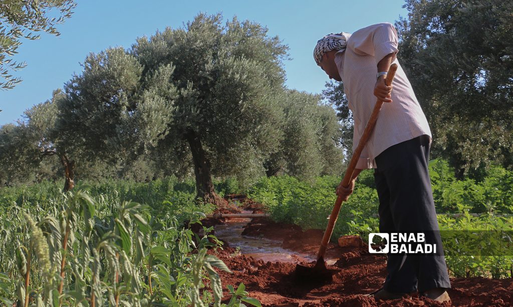 The harvesting of mulukhiyah plants in Idlib countryside - 2 August 2021 (Enab Baladi / Iyad Abdul Jawad)