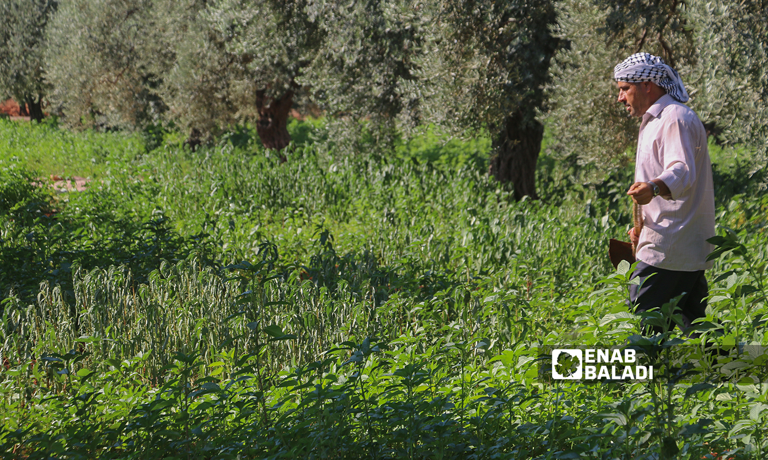 The harvesting of mulukhiyah plants in Idlib countryside - 2 August 2021 (Enab Baladi / Iyad Abdul Jawad)

