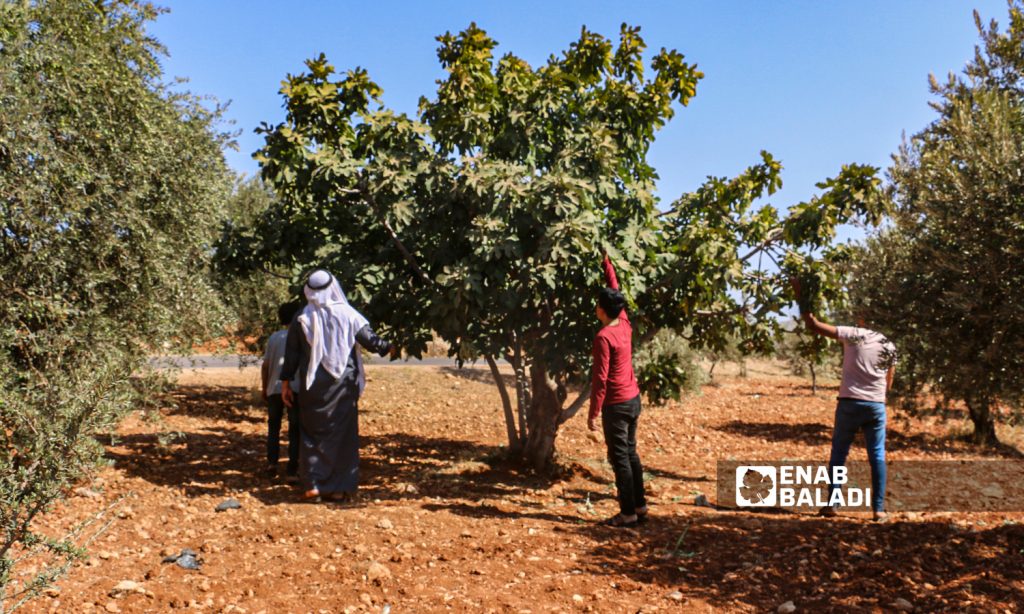 A farmer and his children pick up a tree in the town of Harbnoush in Idlib countryside on 31 July 2021(Enab Baladi-Iyad Abdel Jawad)
