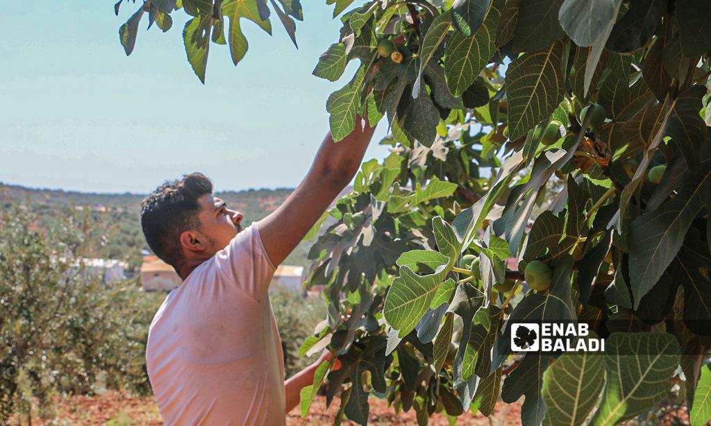 A farmer picks up a fig from a tree in a field in the town of Harbnoush in Idlib countryside on 31 July 2021 (Enab Baladi-Iyad Abdel Jawad)