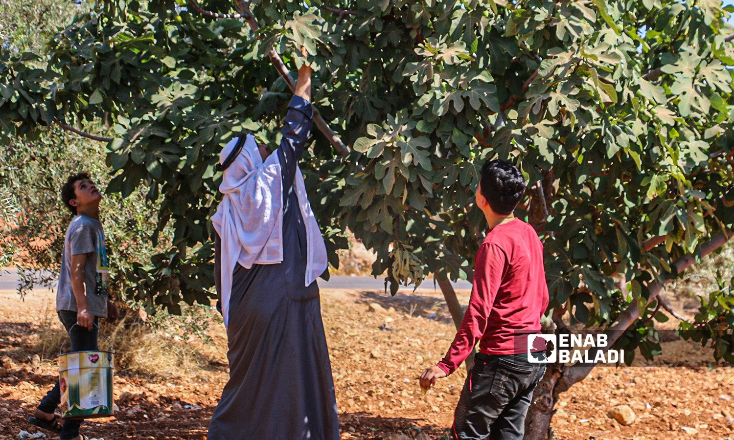 A farmer and his children pick up a tree in the town of Harbnoush in Idlib countryside on 31 July 2021(Enab Baladi-Iyad Abdel Jawad) 
