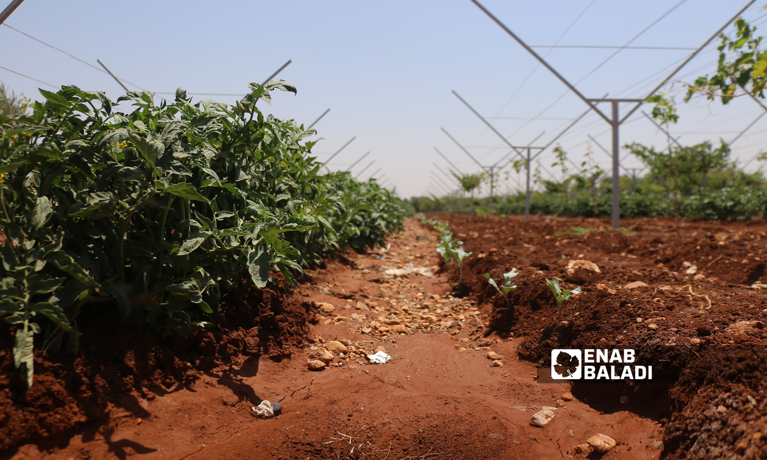 Farmlands in the countryside of Aleppo, northern Syria- 17 August 2021 (Enab Baladi-Walid Othman)