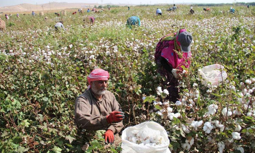 Cotton crops in Syria (al-Watan newspaper website)