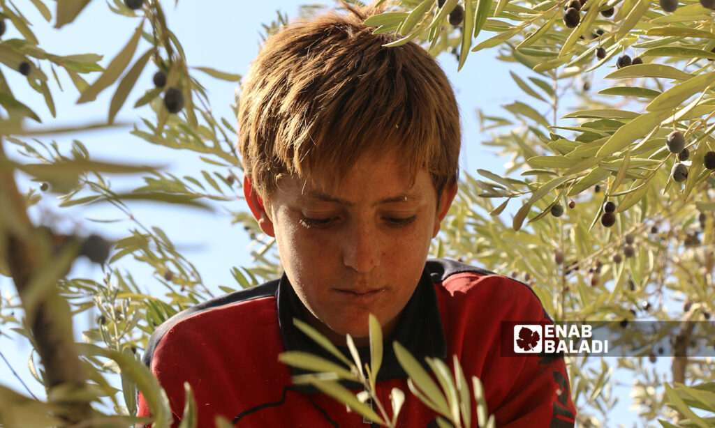 A child picking olives from an olive tree in the village of Kafr Arouq in Idlib countryside- 12 October 2021(Enab Baladi / Iyad Abdul Jawad)
