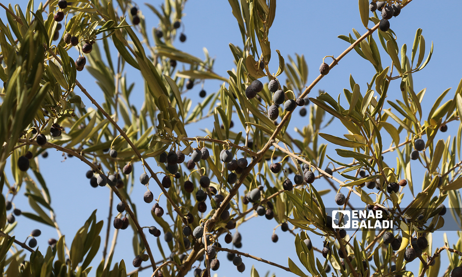 Olive tree with many fruits in the village of Kafr Arouq in Idlib countryside- 12 October 2021(Enab Baladi / Iyad Abdul Jawad)