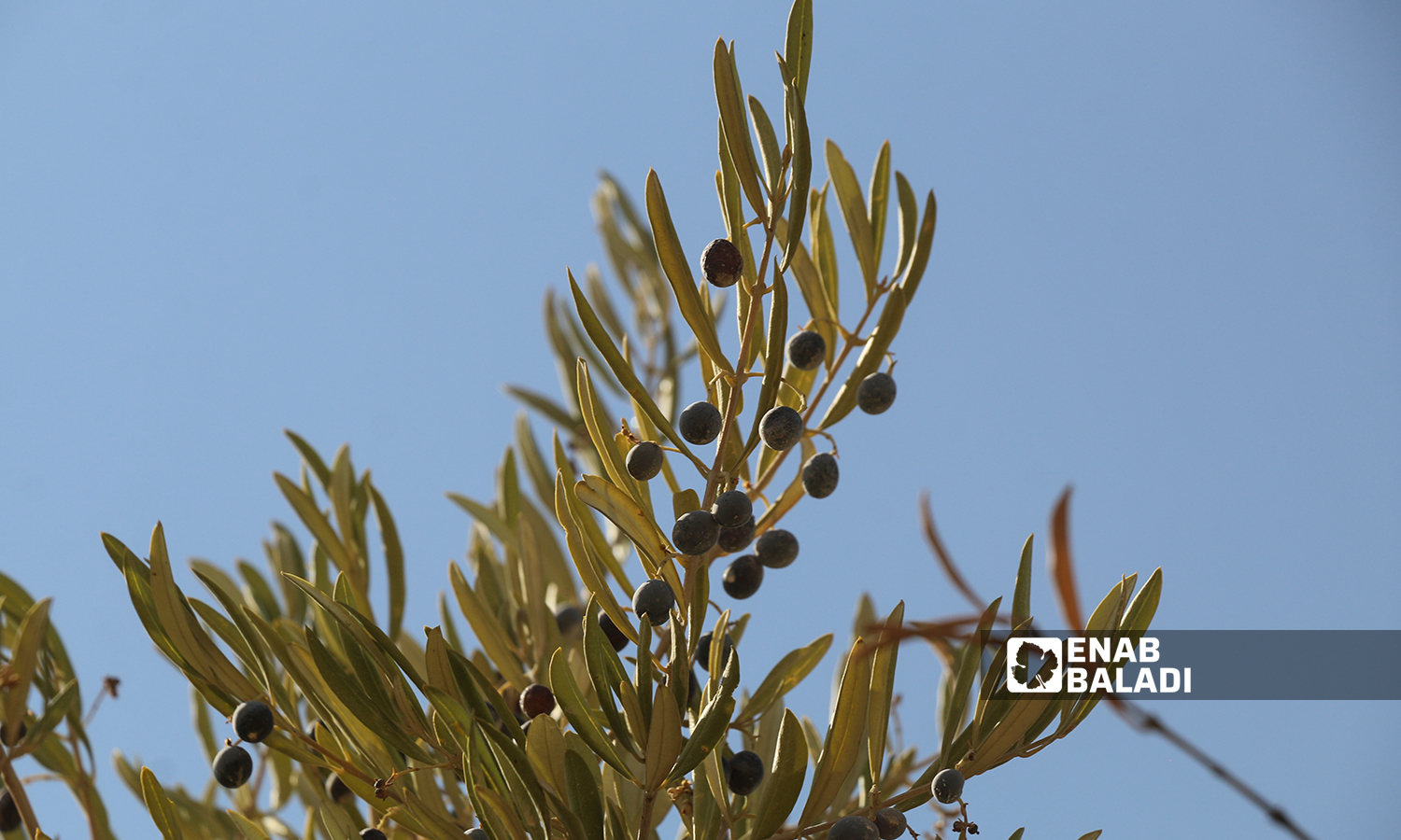 Olive fruits hanging on a twig in sunlight in the village of Kafr Arouq- 12 October 2021(Enab Baladi / Iyad Abdul Jawad) 
