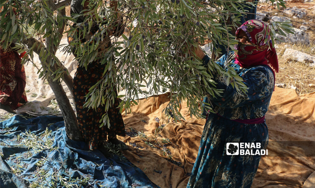 Women picking olives by hand in the village of Kafr Arouq in Idlib countryside- 12 October 2021(Enab Baladi / Iyad Abdul Jawad)