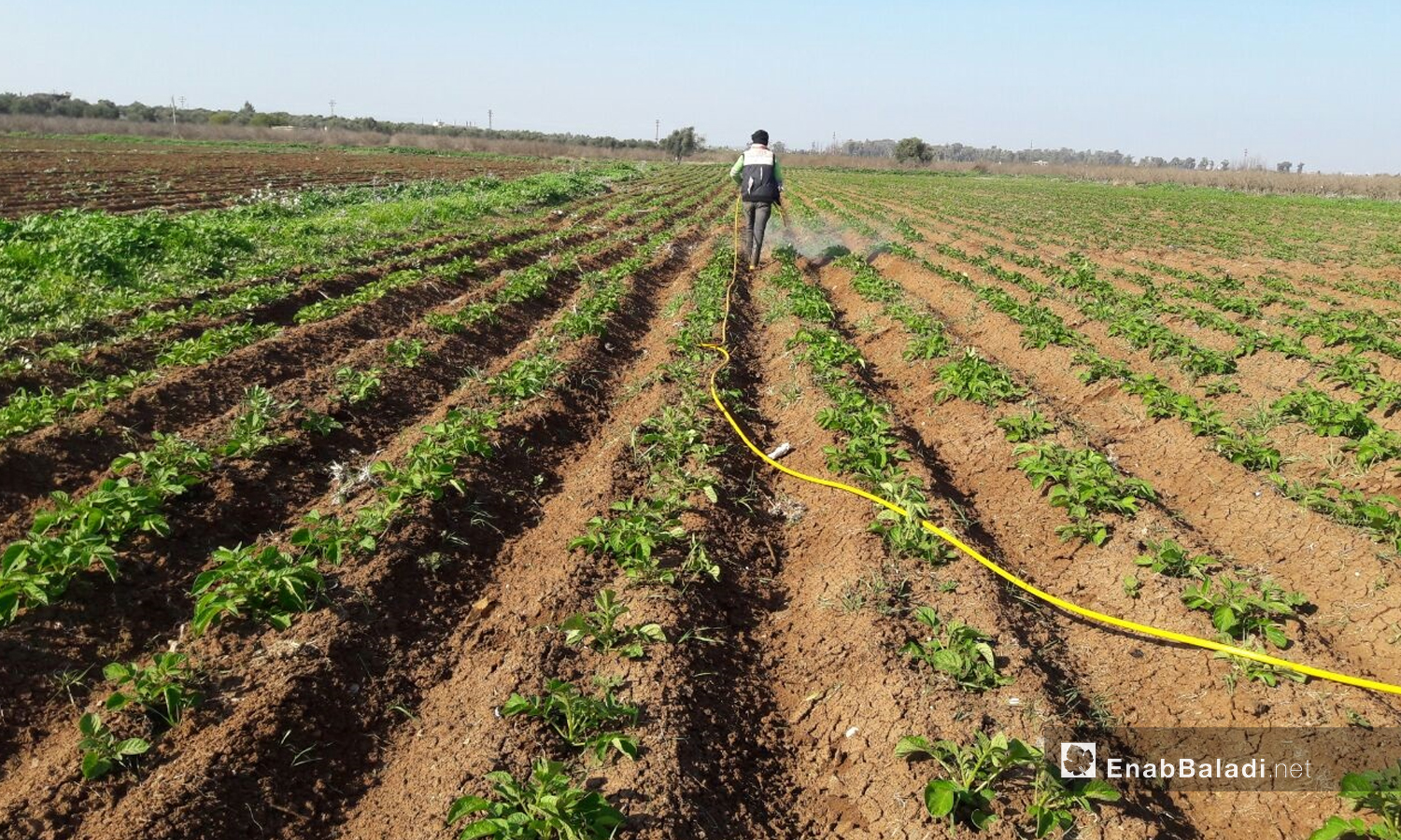 A farmer watering potato crops in the western Daraa countryside - 5 February 2021 (Enab Baladi / Halim Muhammad)