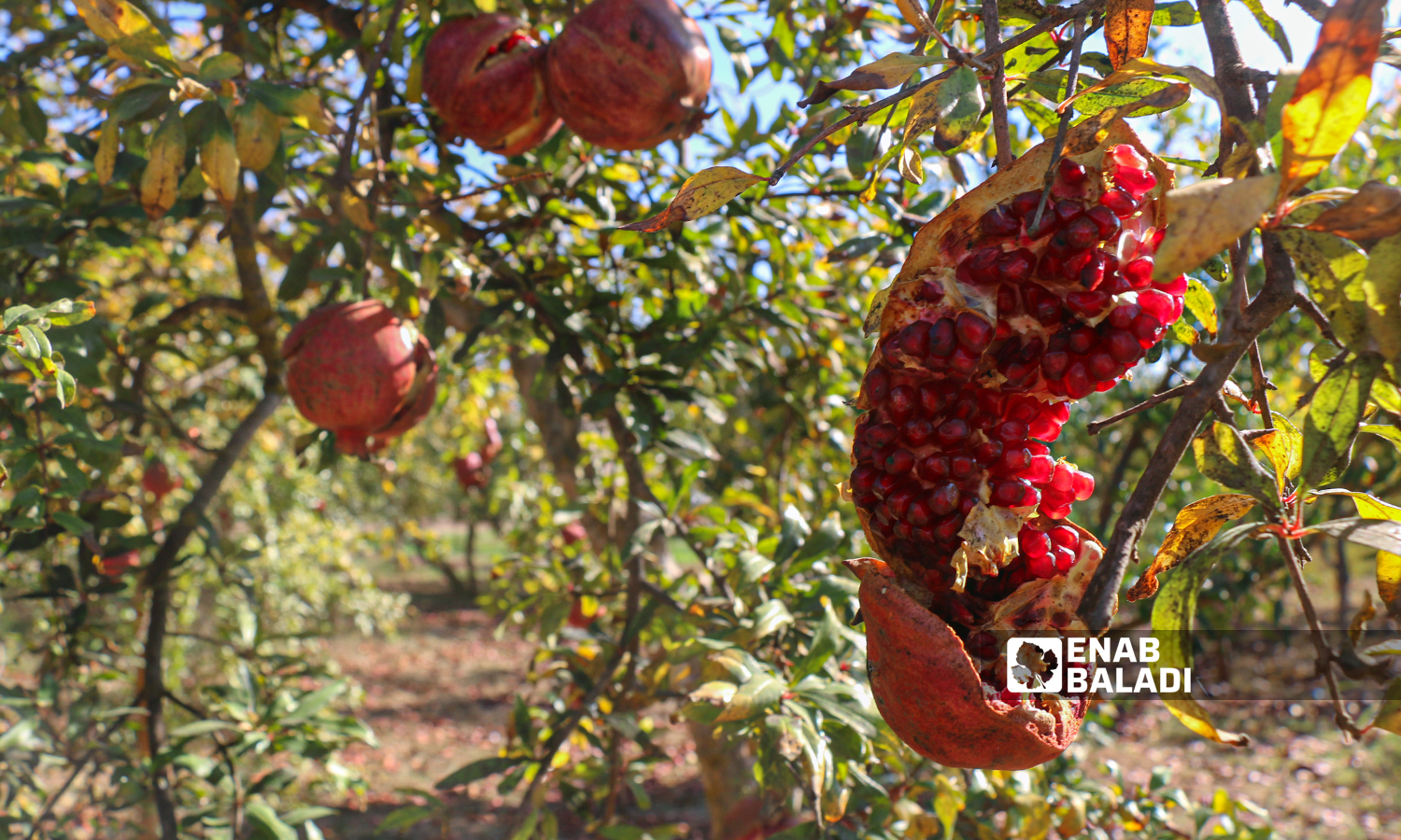 Pomegranate trees in al-Alyani village in Idlib’s western countryside - 10 November 2021 (Enab Baladi/Iyad Abdul Jawad)