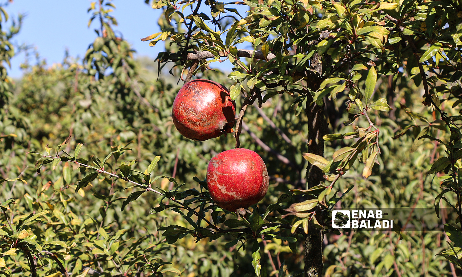 Pomegranate trees in al-Alyani village in Idlib’s western countryside - 10 November 2021 (Enab Baladi/Iyad Abdul Jawad)