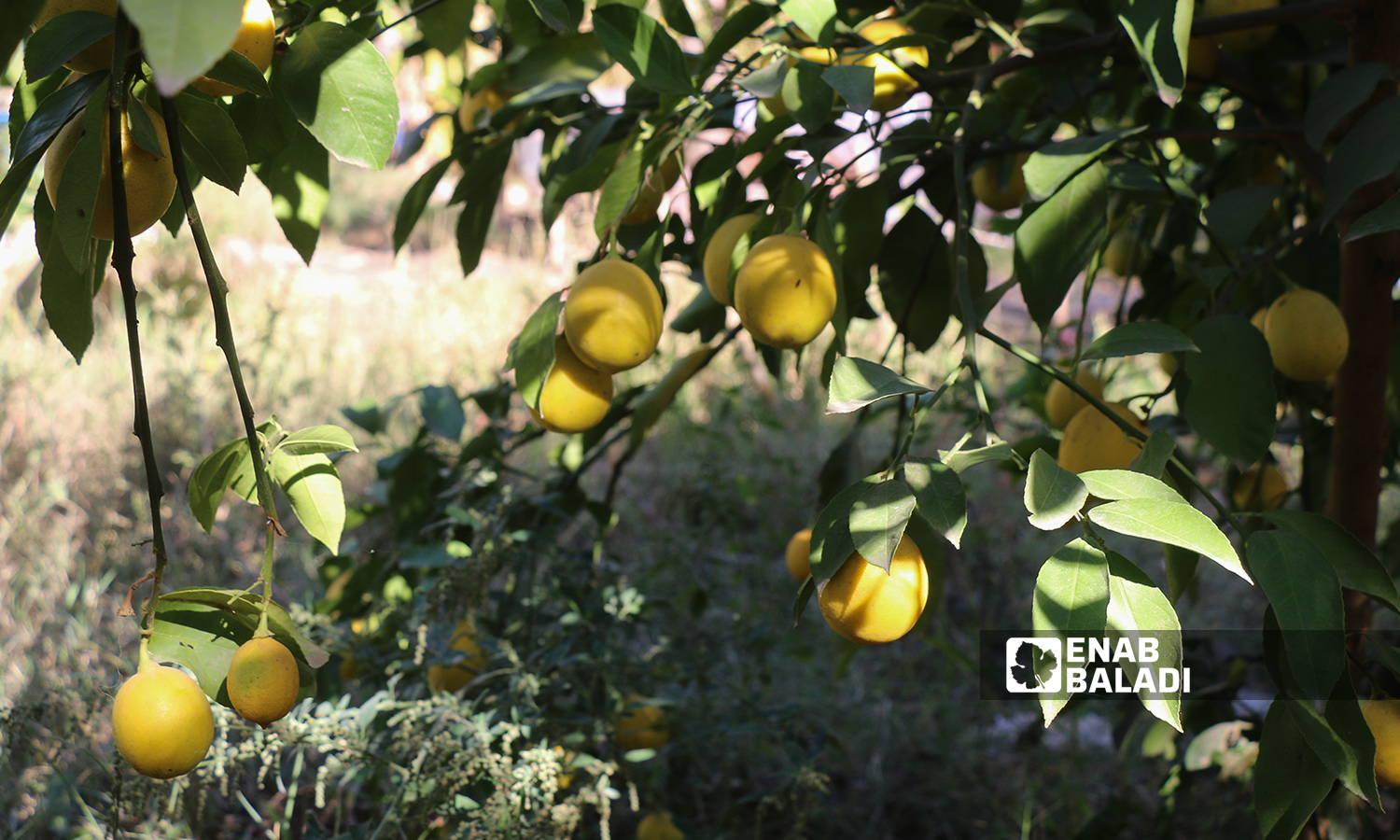 An orange tree in al-Alyani village in Idlib’s western countryside - 10 November 2021 (Enab Baladi/Iyad Abdul Jawad)