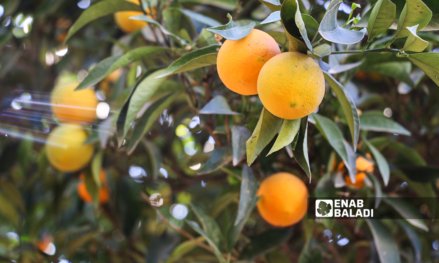 An orange tree in al-Alyani village in Idlib’s western countryside - 10 November 2021 (Enab Baladi/Iyad Abdul Jawad)