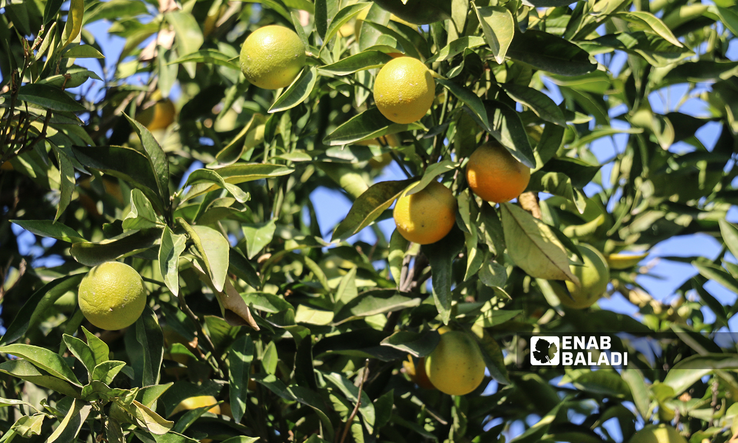 An orange tree in al-Alyani village in Idlib’s western countryside - 10 November 2021 (Enab Baladi/Iyad Abdul Jawad)